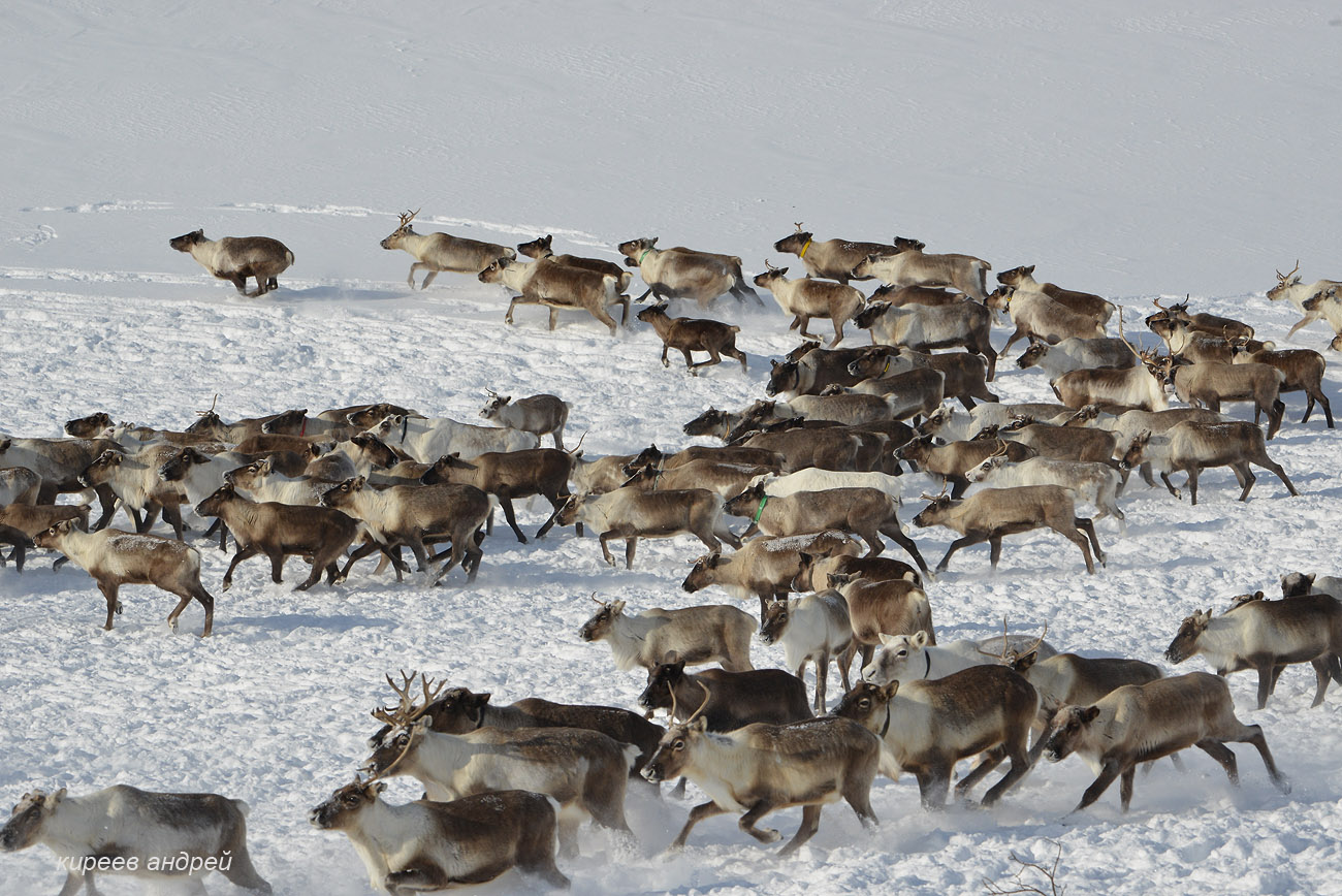 Yamal (Ямал)